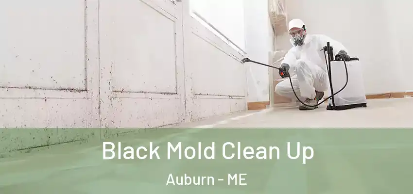 Black Mold Clean Up Auburn - ME