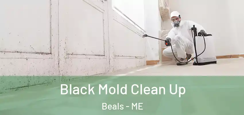  Black Mold Clean Up Beals - ME