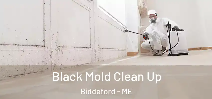  Black Mold Clean Up Biddeford - ME