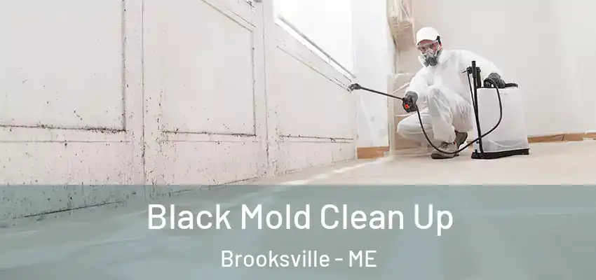 Black Mold Clean Up Brooksville - ME