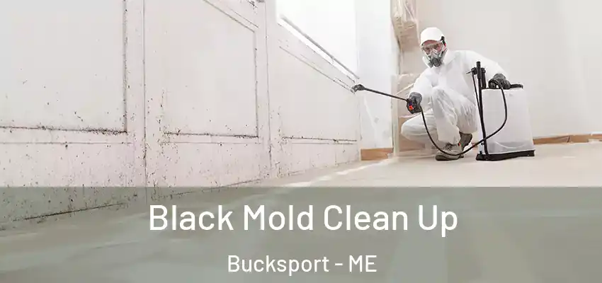Black Mold Clean Up Bucksport - ME