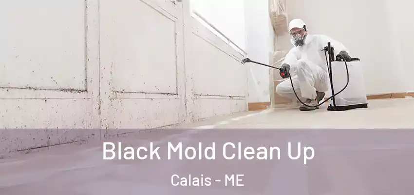  Black Mold Clean Up Calais - ME
