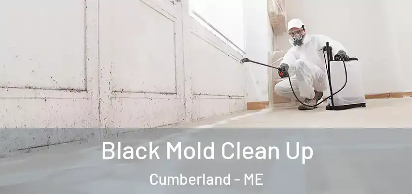  Black Mold Clean Up Cumberland - ME