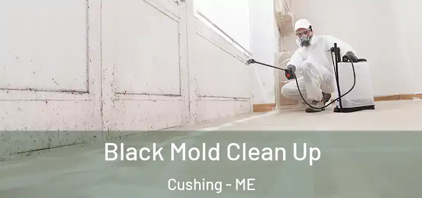  Black Mold Clean Up Cushing - ME