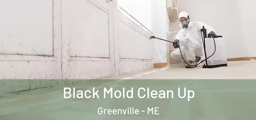  Black Mold Clean Up Greenville - ME