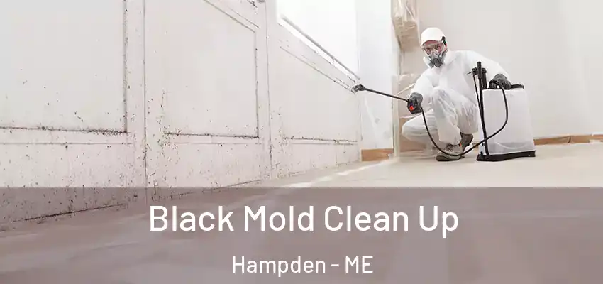  Black Mold Clean Up Hampden - ME