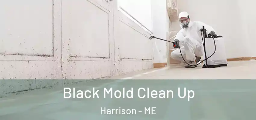  Black Mold Clean Up Harrison - ME