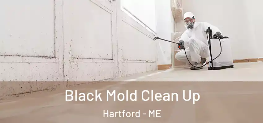 Black Mold Clean Up Hartford - ME