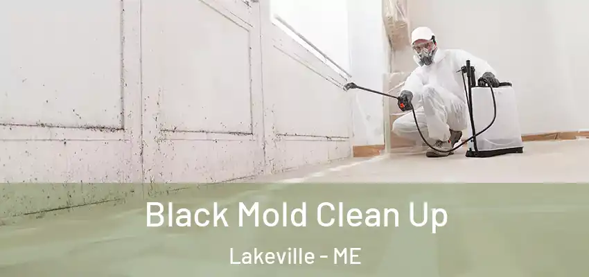  Black Mold Clean Up Lakeville - ME
