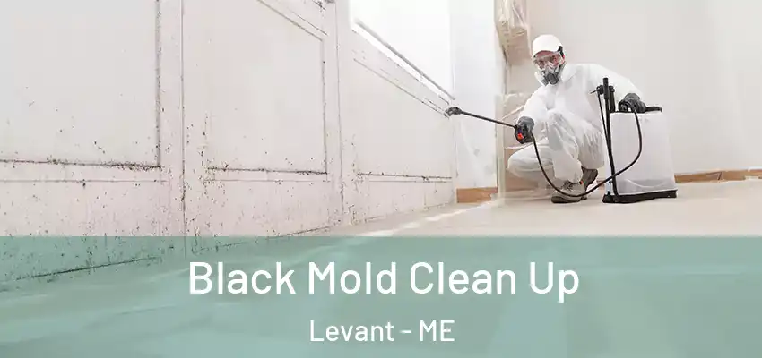 Black Mold Clean Up Levant - ME