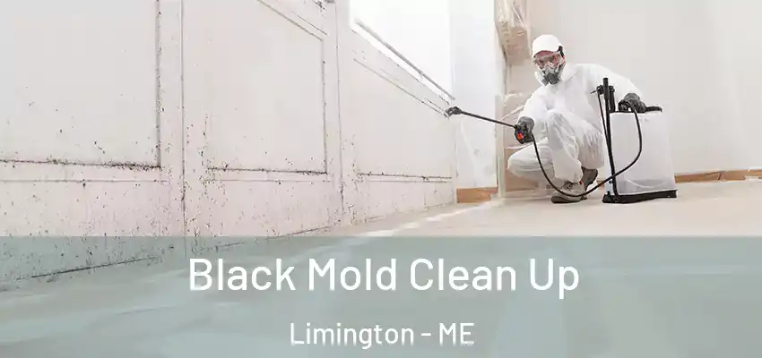  Black Mold Clean Up Limington - ME