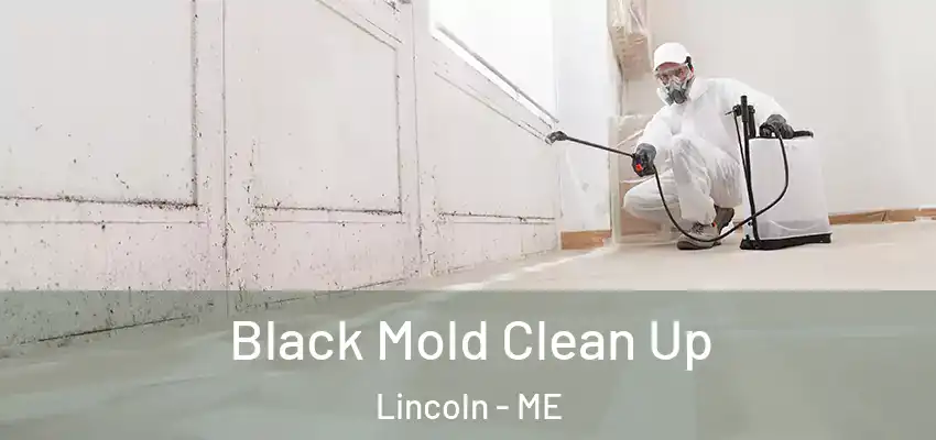  Black Mold Clean Up Lincoln - ME
