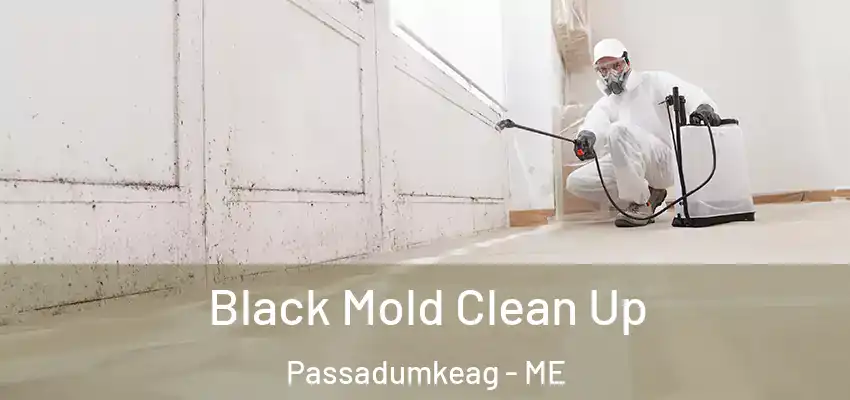  Black Mold Clean Up Passadumkeag - ME