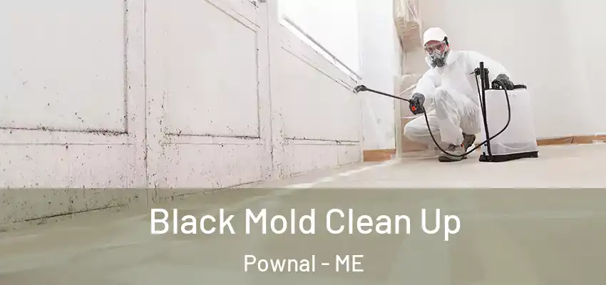  Black Mold Clean Up Pownal - ME