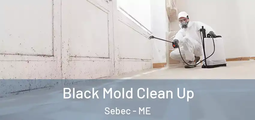  Black Mold Clean Up Sebec - ME
