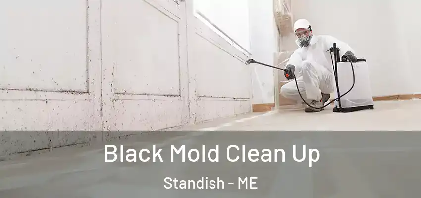 Black Mold Clean Up Standish - ME
