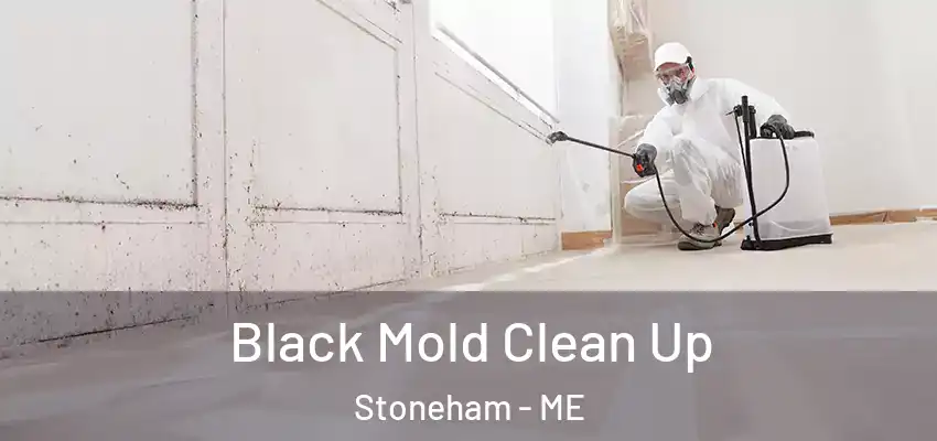 Black Mold Clean Up Stoneham - ME