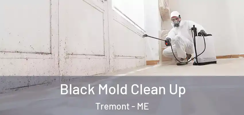  Black Mold Clean Up Tremont - ME
