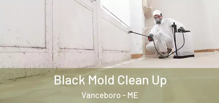 Black Mold Clean Up Vanceboro - ME