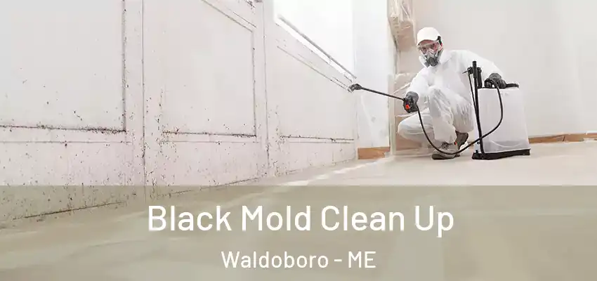  Black Mold Clean Up Waldoboro - ME