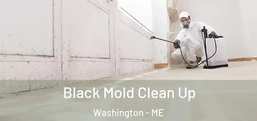 Black Mold Clean Up Washington - ME