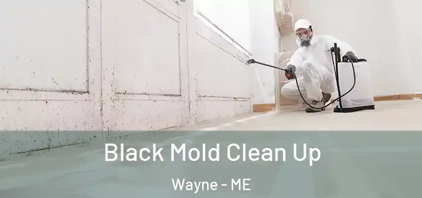  Black Mold Clean Up Wayne - ME