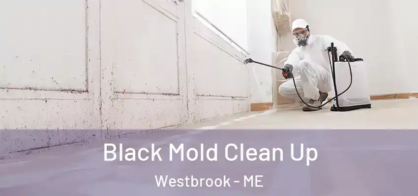 Black Mold Clean Up Westbrook - ME