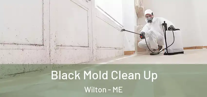  Black Mold Clean Up Wilton - ME