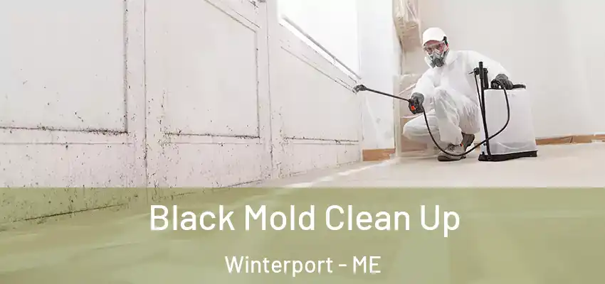 Black Mold Clean Up Winterport - ME