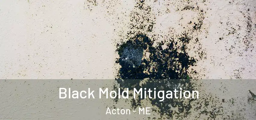  Black Mold Mitigation Acton - ME