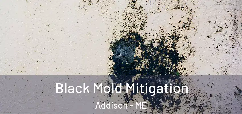  Black Mold Mitigation Addison - ME