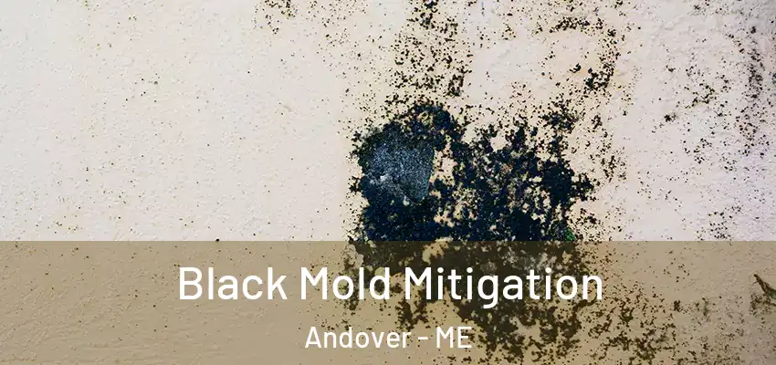  Black Mold Mitigation Andover - ME