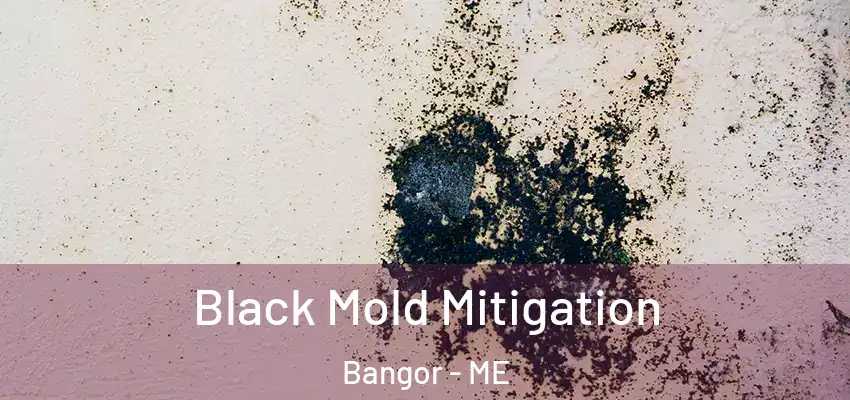  Black Mold Mitigation Bangor - ME