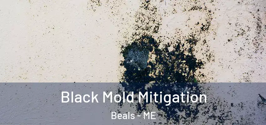  Black Mold Mitigation Beals - ME