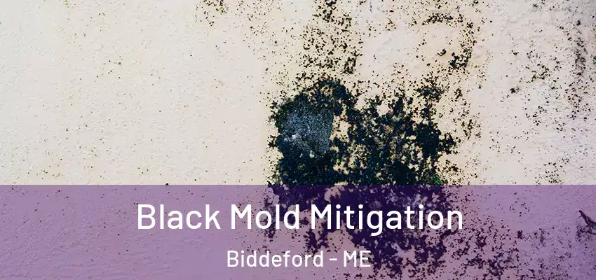  Black Mold Mitigation Biddeford - ME