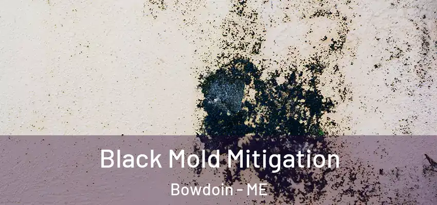  Black Mold Mitigation Bowdoin - ME