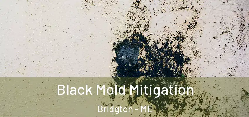  Black Mold Mitigation Bridgton - ME
