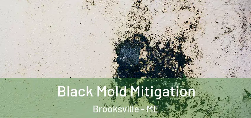  Black Mold Mitigation Brooksville - ME