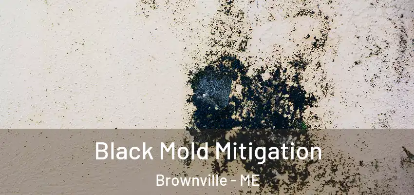  Black Mold Mitigation Brownville - ME
