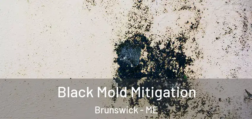  Black Mold Mitigation Brunswick - ME