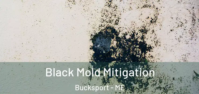  Black Mold Mitigation Bucksport - ME