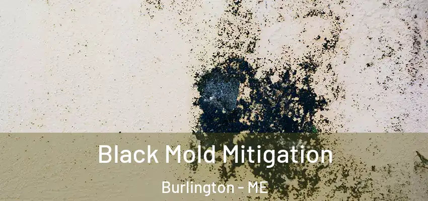  Black Mold Mitigation Burlington - ME