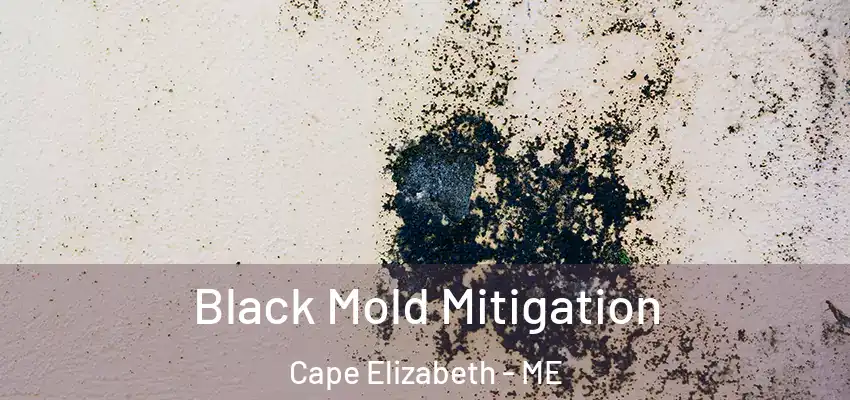  Black Mold Mitigation Cape Elizabeth - ME