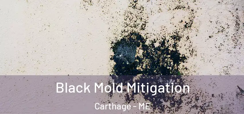  Black Mold Mitigation Carthage - ME