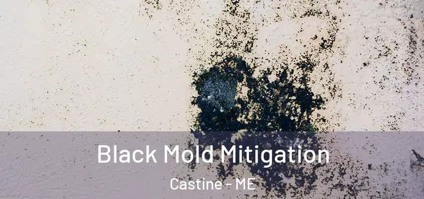  Black Mold Mitigation Castine - ME