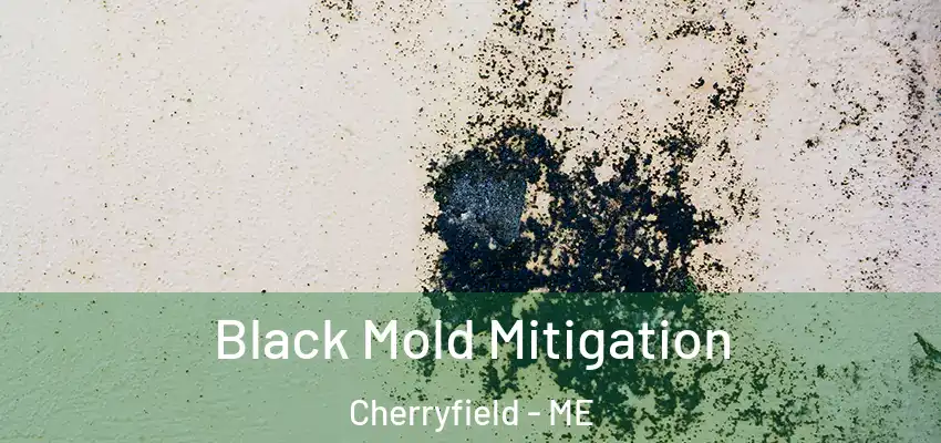  Black Mold Mitigation Cherryfield - ME