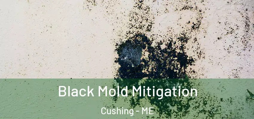  Black Mold Mitigation Cushing - ME