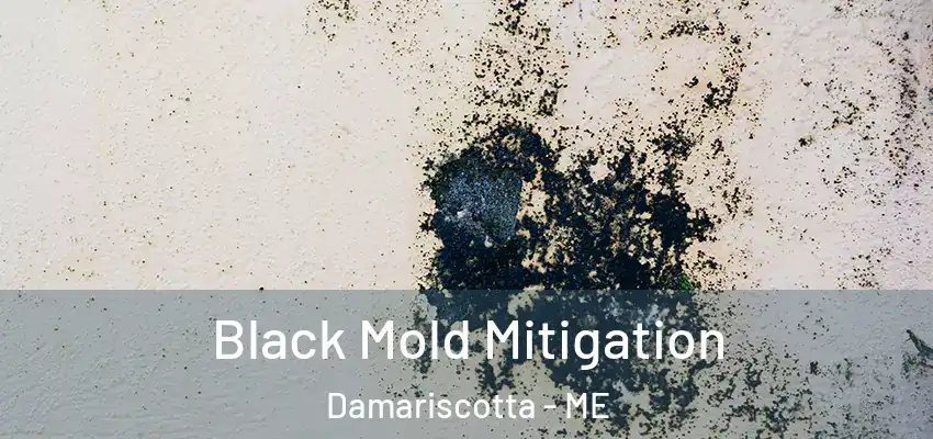  Black Mold Mitigation Damariscotta - ME