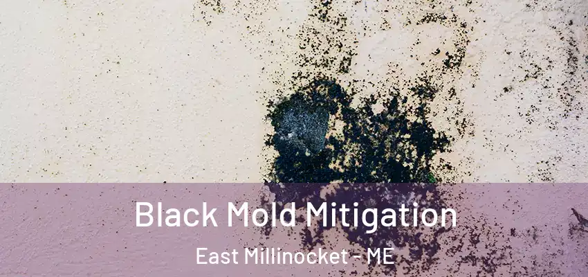  Black Mold Mitigation East Millinocket - ME
