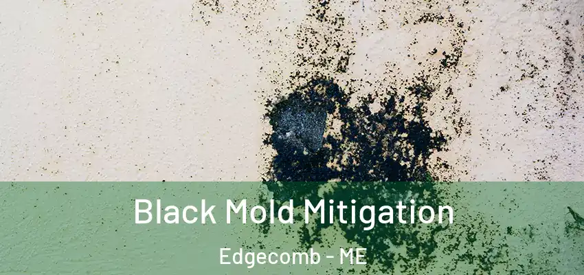 Black Mold Mitigation Edgecomb - ME